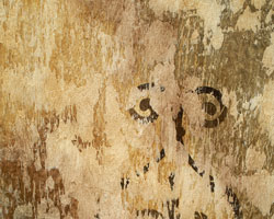 plaster
